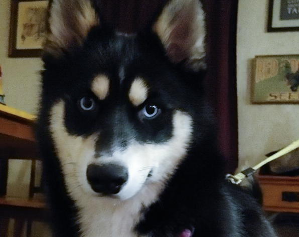 Gwen-Adopted!